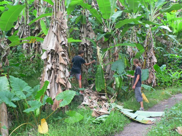 40- Recolte des bananes 